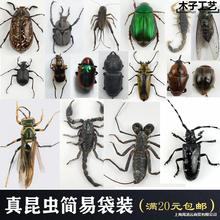 昆虫蝴蝶标本真虫动物锹甲虫天牛教学教育拍照道具原虫满20元包邮
