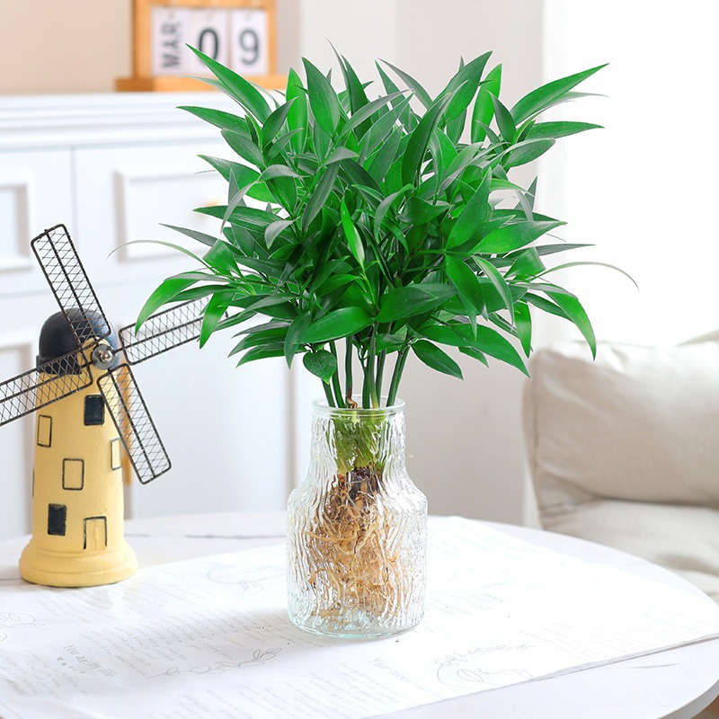 모기퇴치대나무, 편백나무 10개 + [투명빙하병] + 영양액