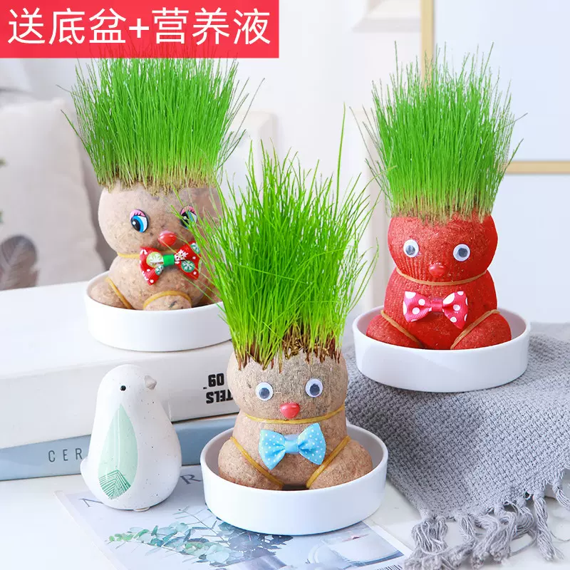 草头娃娃绿植桌面水培儿童好养长草植物幼儿园盆栽小摆件手工