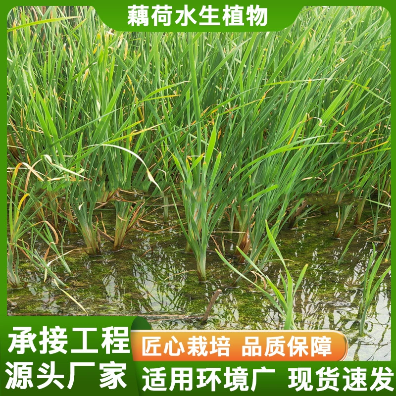 Зеленение и очистка прудов на реке Каламус. Качество воды в реке. Водные растения осуществляют различные проекты по очистке и восстановлению воды.