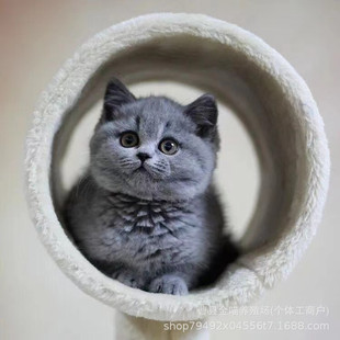 �{؈��؈���w���NӢ���{؈���_���̻����Lë�{؈�����؈��؈��