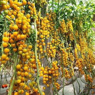 Small Tomato Seed Seedlings, Four-Season Potted Yellow Taste Tomato Seedlings, Fruit and Vegetable Seeds, Huangying No. 3
