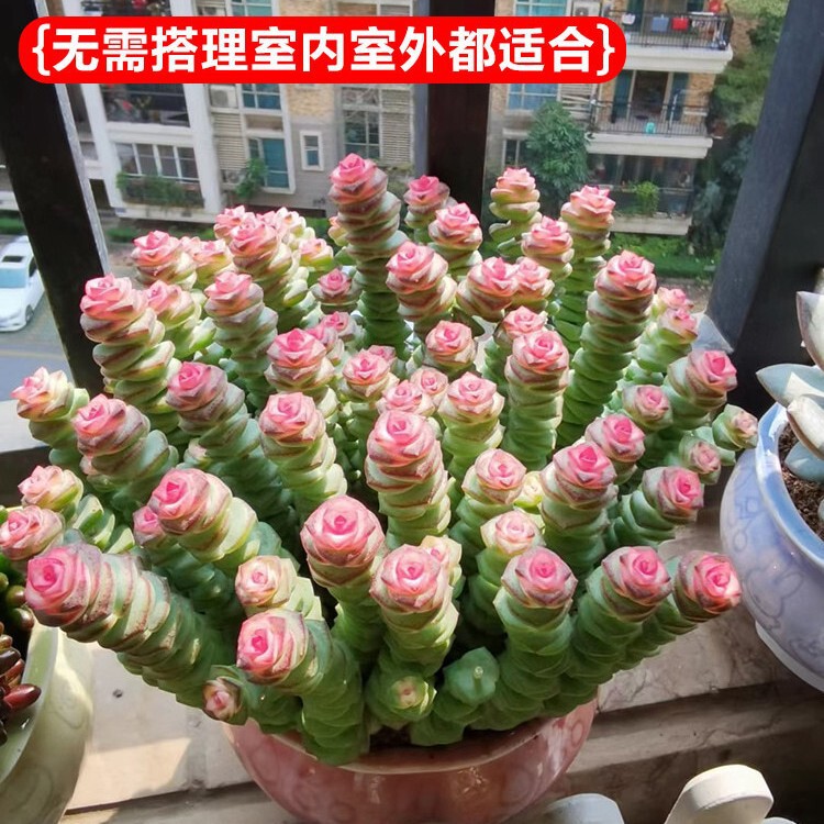 Colorful money string fleshy green plant indoor potted multi-head old pile group raw red money string four seasons good flowers