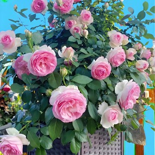 ��ɳ�¼��������ļ��_���������������ٱ�ֲ��õ����ɳ��ʯ�¼���