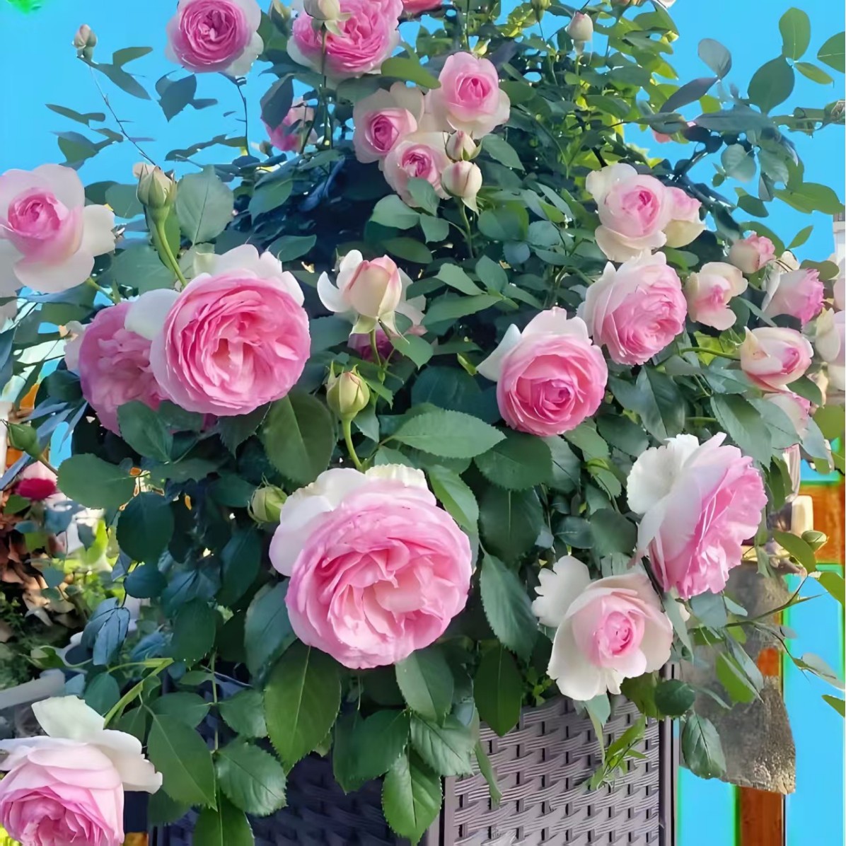 龙沙月季苗爬藤四季开花粉龙大苗盆栽藤本植物玫瑰龙沙宝石月季花