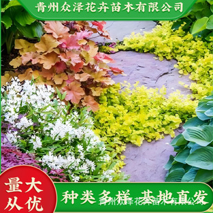 ��ʮ���ν�ǲ� �^·�S �Wʯ�� �\�� �e��ͥԺ���R��ůɫ�{����
