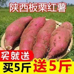 陝西の栗のサツマイモの砂地の新鮮なサツマイモのサツマイモのサツマイモは今掘り出して、1052斤の白い黄色の心のサツマイモの工場を詰めて卸売りします。