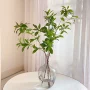 北欧日本植物客厅马醉木