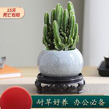 �f��ɽ�����ƶ���ֲ�ﻨ�ܾGֲ�����̨�ļ��Gֲ��������B�׻�