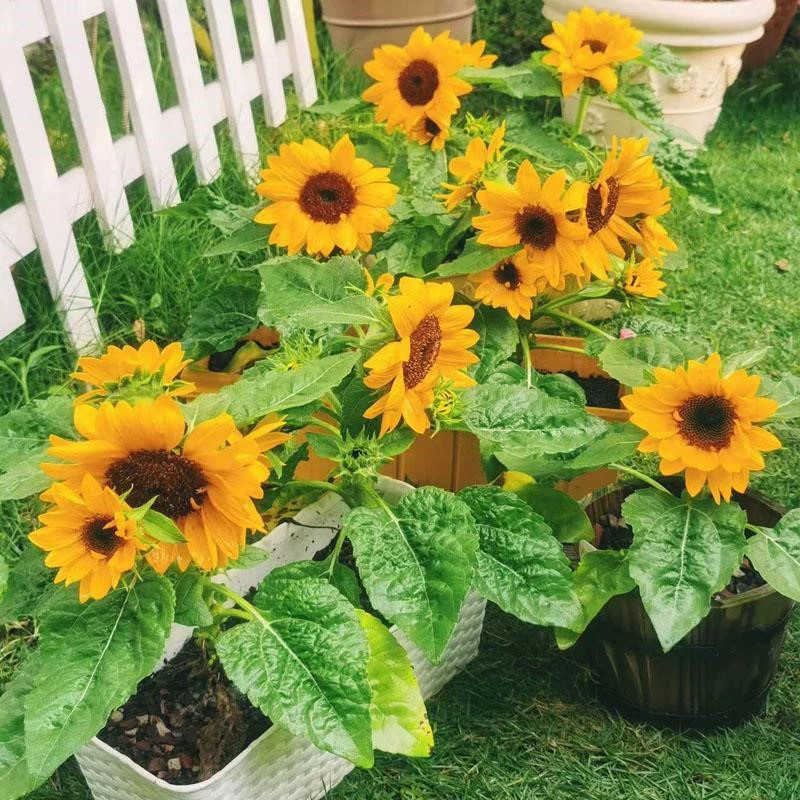 Семена подсолнечника Съедобные семена подсолнечника Высокая палочка Низкая палочка Декоративные семена подсолнечника Открытый балкон Семена цветов в горшке