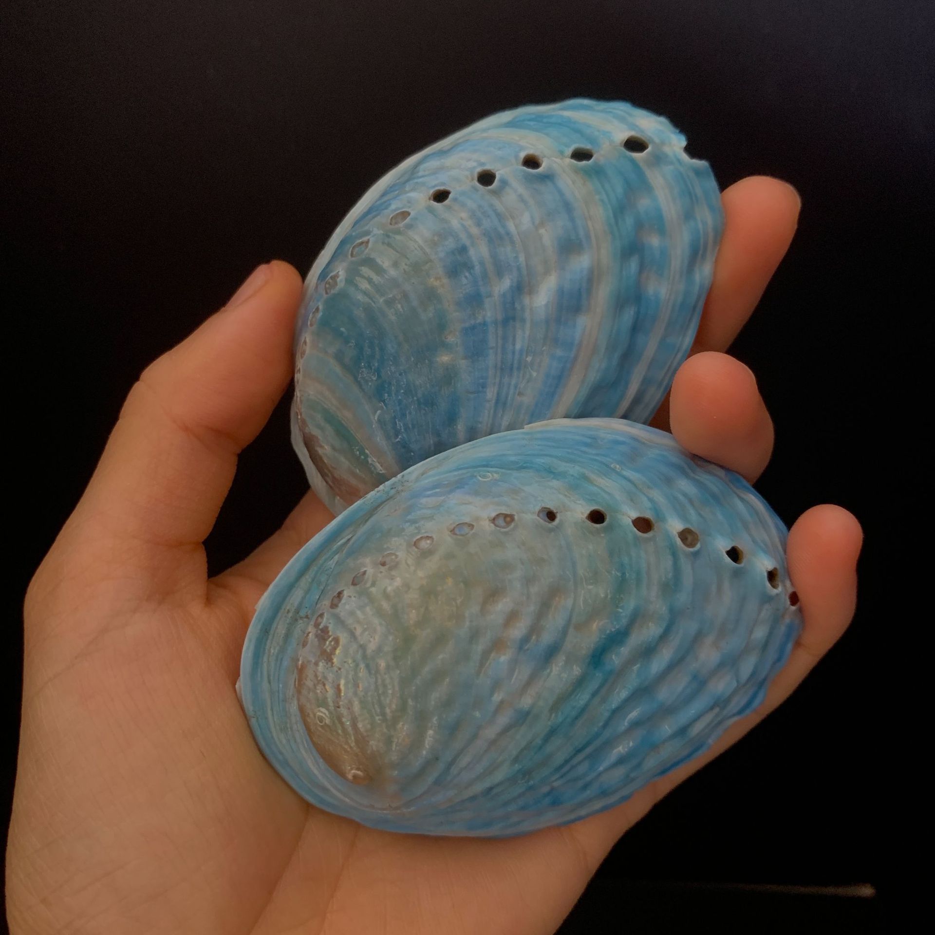 彩色蓝鲍鱼壳 新西兰鲍鱼壳绿鲍蓝色鲍鱼壳鼠尾草器具