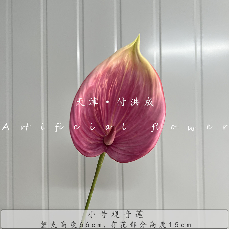 작은 관음 연꽃