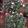 Manufacturers supply rhododendron flower seedlings bonsai Fujian four seasons potted azalea tree seedlings are complete