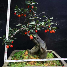 老桩盆栽盆景有挂果老鸭盆景树苗可嫁接枝条金弹子柿子树观果带果