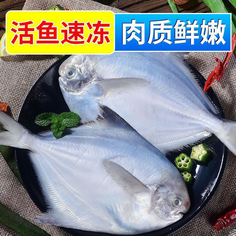 银鲳鱼特大号新鲜扁鱼5斤白鲳鱼平鱼鲜活速冻海鱼冷冻水产批发整