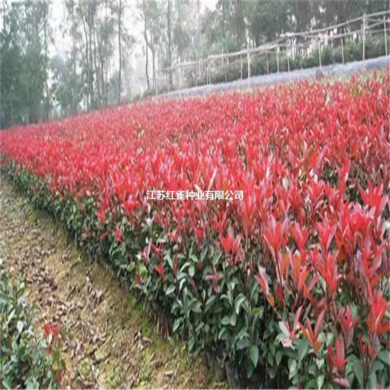 Сеянцы Photinia fraseri вечнозеленые морозостойкие, хорошо кормят живыми растениями, озеленение двора, рассада