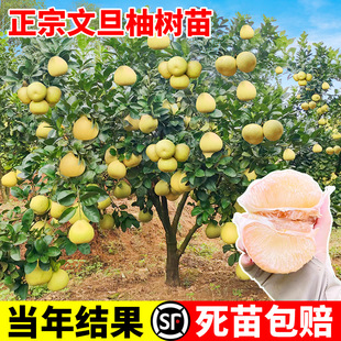 ��h�ĵ�����޽��������ĵ����Ә��箔��Y�������ϱ����N������