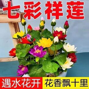 �¿���ɏ�N�ļ��_��ˮ��ˮ�B�Gֲ˯ɏ�ɻ��o�����Ի���y