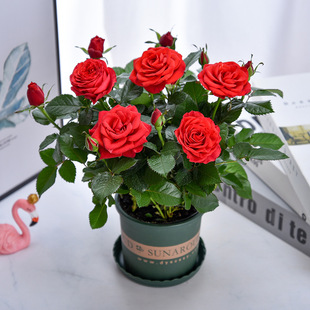 ��õ�廨���Թ�֭�������҃��̨���B�׻��¼��ļ��_����������