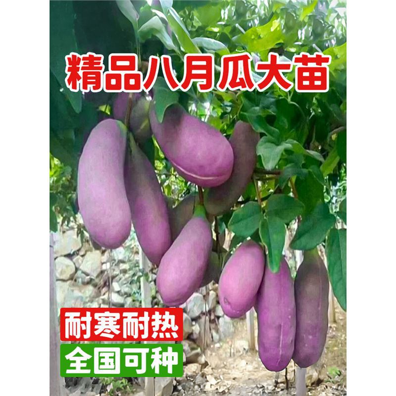 无籽八月瓜树苗八月炸果树果苗盆栽庭院野生水果树瓜苗四季种植