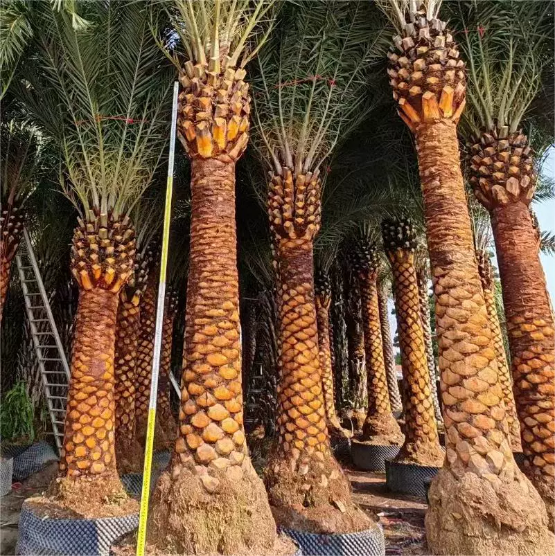 Канарские финики Карнали шип Квай длинноволокнистый шип Квай стержень высота 2-4 м