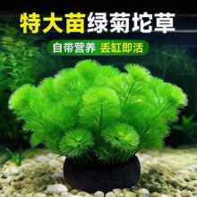 �G��ˮ��ֲ������~���쾰�к��b�ˮ��ԃ�ˮ���������Gֲ