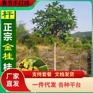 һ�����l����ԭ������𻨘������ͥԺ������F�����S����¹���