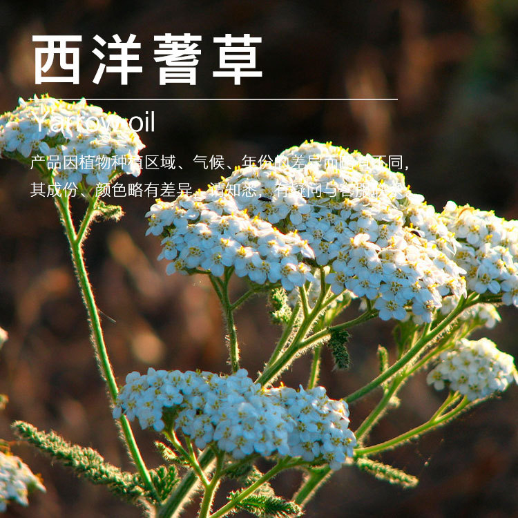 ������ݾ���  ����������� ����ɫ ������ݾ��� ֲ�ﾫ������