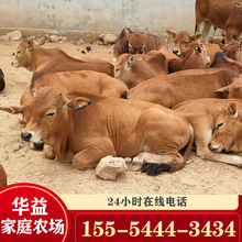 西门塔尔肉牛 育肥养殖改良鲁西黄牛牛犊小母犊牛养殖场