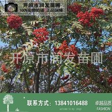 东北水榆花楸4-10公分 丛生百花花楸 黑果花楸大墩小苗 全国发货