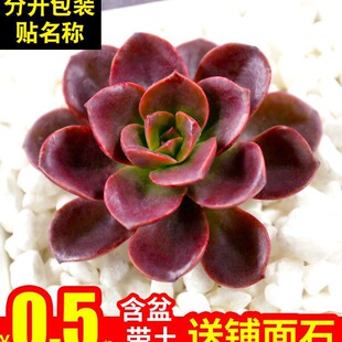 Succulent Plant Indoor Combination Chocolate Square Brick Flower Autumn Potted Plant Package Desk New Green Plant