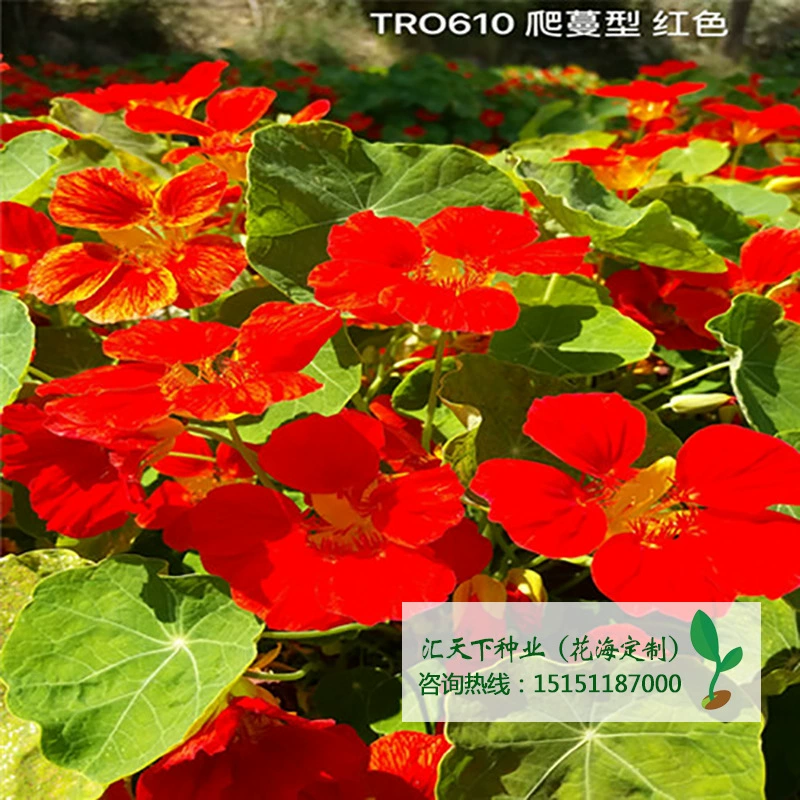 Оптовая продажа высококачественных трав цветочные семена настурции декоративные растения садовые цветы легко выращивать