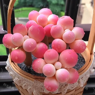 Tangyuan Cheese Succulent Plant Succulent Novice Combination Potted Office Flower Radiation Protection One Piece Starting Batch