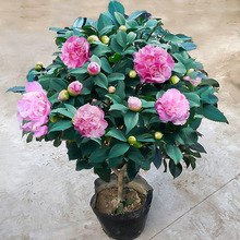 �ļ�����ɽ�軨�������ԝ����͎������͏d�҃Ȼ���ɫ�൤����ֲ��