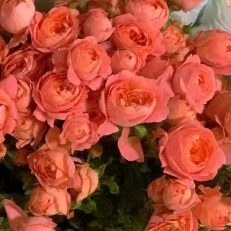 玫瑰花鲜花云南昆明基地批直发百合向日葵红豆家用鲜切水养插|undefined
