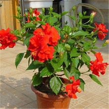 扶桑花种子 扶桑花种子品牌 图片 价格 扶桑花种子批发 阿里巴巴