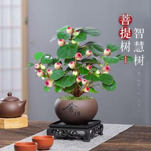 Bodhi Indoor Green Plants and Flowers, Bodhi Tree Chinese Zen Desktop Ornaments, Easy to Maintain Green Plant Bonsai