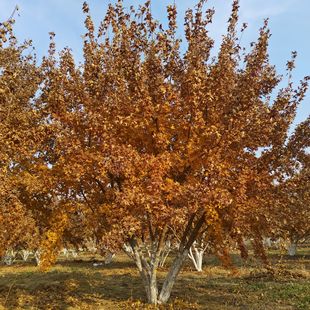 ����Ԫ���� �t���� �쾰���͗��� �е��� �@�^�G�� ���~��ľ