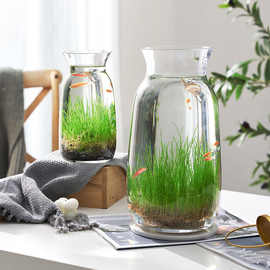 家居生态瓶玻璃花瓶透明微景观水培种子四季植物创意鱼缸水藻