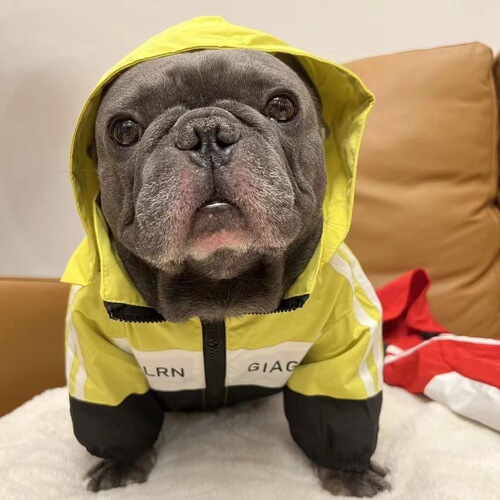 Pet trendy brand jacket autumn and winter new Teddy Schnauzer Bichon Pomeranian waterproof coat cat clothes trendy