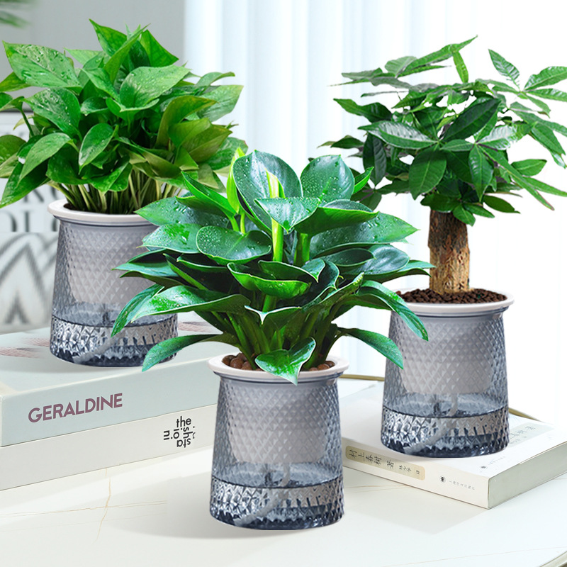 머니트리 + 골드 다이아몬드 + 포토스 + 별 3개 + 영양액