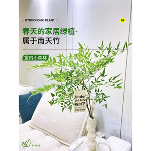 ������ˮ��Gֲ����tˮ�B�����҃Ȼ����r��֦���R�R��ľƽ��ֲ��