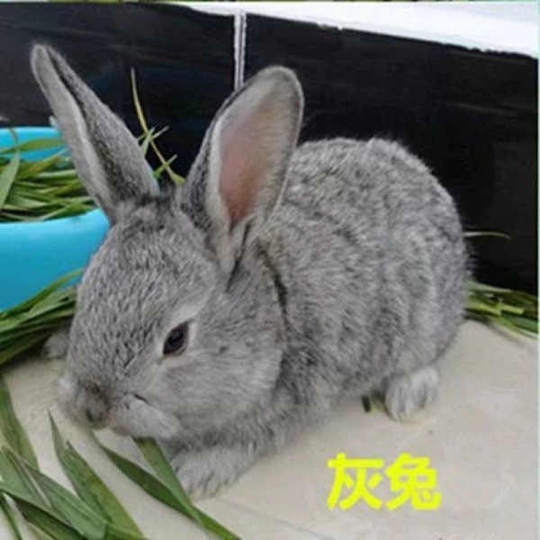 Princess Rabbit