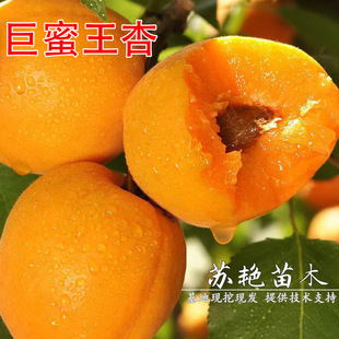 �����������ϱ������ԷNֲ�ش��Ә�������Լ޽�������䮔��Y��