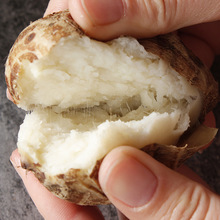 �����x��ɽ�|ţ��С���^ ���l5�ﮔ��ë���^��ŴС�������r�߲�