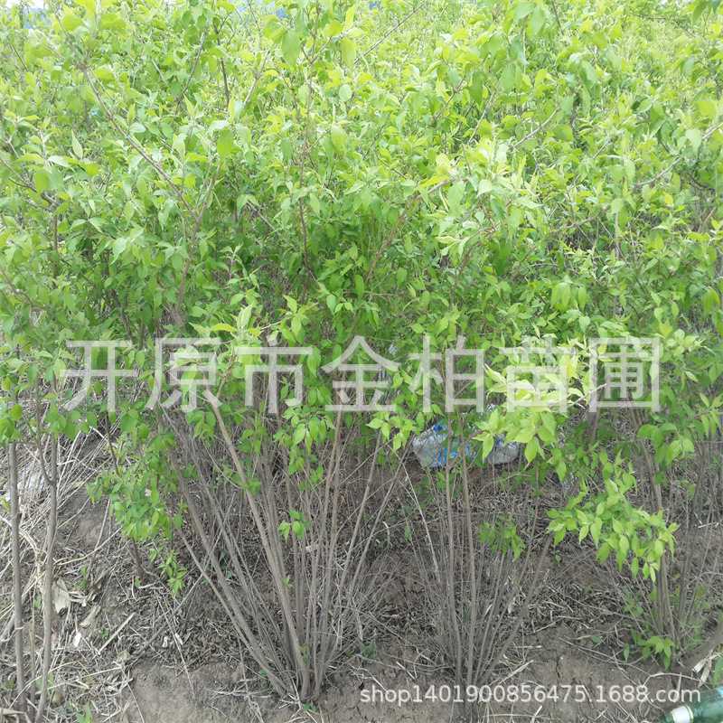 金银忍冬花树苗蓝叶忍冬红花忍冬辽宁金银木灌丛绿篱杯苗造型树