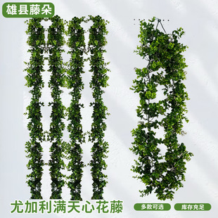 �羳���Q�����ٗl�b��ȼ����M���Ļ��ټٻ������ܵ��p�@��픾Gֲ