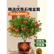 ʯ�������Ծ������l؛��ʳ��ֲ���҃Ȼ��ܾGֲ�������ļ��_���B