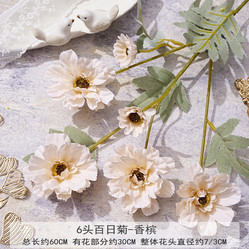 XQ-6 헤드 지노리-샴페인
