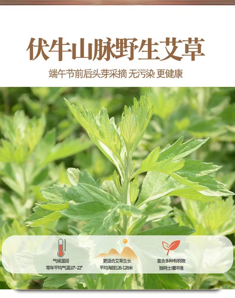 Moxa Sticks Ai Zhu Thick Moxibustion Cones for Warming Therapy 1.8 x 2.7 cm 10 Pack specifications